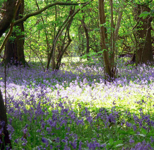 Shiplake Woods